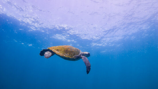 COOK ISLAND DIVE TRIP – PHOTOGRAPHING TURTLES
